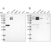 Anti-SPECC1 antibody produced in rabbit Prestige Antibodies® Powered by Atlas Antibodies, affinity isolated antibody, buffered aqueous glycerol solution, Ab2
