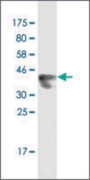 Monoclonal Anti-LNX2, (N-terminal) antibody produced in mouse clone 1B7, purified immunoglobulin, buffered aqueous solution