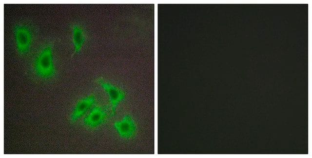 Anti-BCLW antibody produced in rabbit affinity isolated antibody