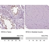 Anti-RFX3 antibody produced in rabbit Prestige Antibodies® Powered by Atlas Antibodies, affinity isolated antibody, buffered aqueous glycerol solution