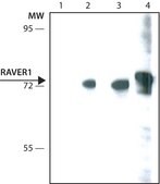 Anti-RAVER1 antibody, Mouse monoclonal clone RAV1, purified from hybridoma cell culture