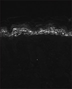 Monoclonal Anti-KCNA5 antibody produced in mouse clone S7-45, 1&#160;mg/mL, purified immunoglobulin