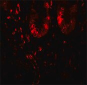 Anti-LAMTOR1 antibody produced in rabbit affinity isolated antibody