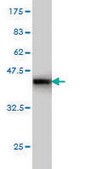 Monoclonal Anti-BUB1B antibody produced in mouse clone 2G9, purified immunoglobulin, buffered aqueous solution