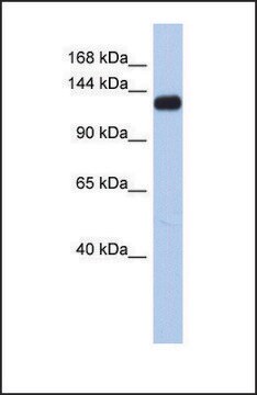 Anti-KCNH7 antibody produced in rabbit affinity isolated antibody