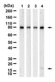 Anti-SUMO-1 Antibody, clone 2B6 ZooMAb&#174; Rabbit Monoclonal recombinant, expressed in HEK 293 cells