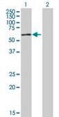 Anti-ZNF165 antibody produced in mouse purified immunoglobulin, buffered aqueous solution