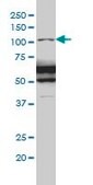 Monoclonal Anti-RASA1 antibody produced in mouse clone 2C12, purified immunoglobulin, buffered aqueous solution