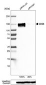 单克隆抗-CD68 小鼠抗 Prestige Antibodies® Powered by Atlas Antibodies, clone CL1346, purified immunoglobulin, buffered aqueous glycerol solution