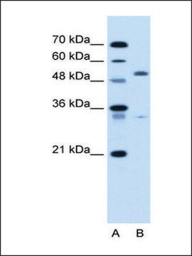 Anti-PODXL antibody produced in rabbit IgG fraction of antiserum
