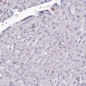 Anti-APOBR antibody produced in rabbit Prestige Antibodies&#174; Powered by Atlas Antibodies, affinity isolated antibody, buffered aqueous glycerol solution