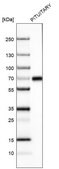 Monoclonal Anti-ZNF10 antibody produced in mouse Prestige Antibodies&#174; Powered by Atlas Antibodies, clone CL9747, purified immunoglobulin, buffered aqueous glycerol solution