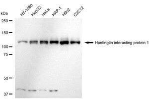 Anti Huntingtin interacting protein 1 Antibody, clone 23GB6020, Rabbit Monoclonal clone 23GB6020, recombinant rabbit monoclonal, expressed in HEK293 cells