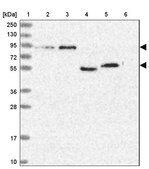 Anti-SH3D21 antibody produced in rabbit Prestige Antibodies&#174; Powered by Atlas Antibodies, affinity isolated antibody, buffered aqueous glycerol solution