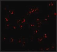 Anti-BICD1 antibody produced in rabbit affinity isolated antibody, buffered aqueous solution
