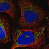 Anti-EIF2A antibody produced in rabbit Prestige Antibodies&#174; Powered by Atlas Antibodies, affinity isolated antibody, buffered aqueous glycerol solution