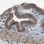 Anti-SLC38A10 antibody produced in rabbit Prestige Antibodies&#174; Powered by Atlas Antibodies, affinity isolated antibody, buffered aqueous glycerol solution, Ab1