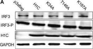 Anti-phospho-IRF-3 (Ser396) Antibody from rabbit, purified by affinity chromatography