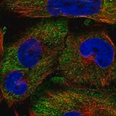 Anti-PCDH19 antibody produced in rabbit Prestige Antibodies&#174; Powered by Atlas Antibodies, affinity isolated antibody, buffered aqueous glycerol solution