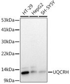 Anti-UQCRH Antibody, clone 4Z1R9, Rabbit Monoclonal