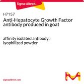 Anti-Hepatocyte Growth Factor antibody produced in goat affinity isolated antibody, lyophilized powder