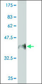Monoclonal Anti-MUC5B antibody produced in mouse clone 8C11, ascites fluid