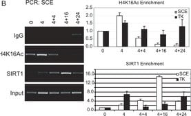 Anti-acetyl-Histone H4 (Lys16) Antibody Upstate®, from rabbit