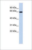 Anti-SLC1A2 affinity isolated antibody