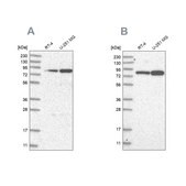 Anti-GFM1 antibody produced in rabbit Prestige Antibodies&#174; Powered by Atlas Antibodies, affinity isolated antibody, buffered aqueous glycerol solution