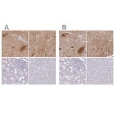 Anti-OMG antibody produced in rabbit Prestige Antibodies&#174; Powered by Atlas Antibodies, affinity isolated antibody, buffered aqueous glycerol solution