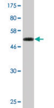 Monoclonal Anti-LCMT1 antibody produced in mouse clone 3D3, purified immunoglobulin, buffered aqueous solution