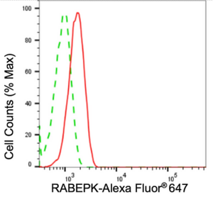 KD-Validated Anti RABEPK Antibody, clone 24GB1540, Rabbit Monoclonal clone 24GB1540, recombinant rabbit monoclonal, expressed in HEK293 cells