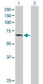 Anti-APPL1 antibody produced in rabbit purified immunoglobulin, buffered aqueous solution