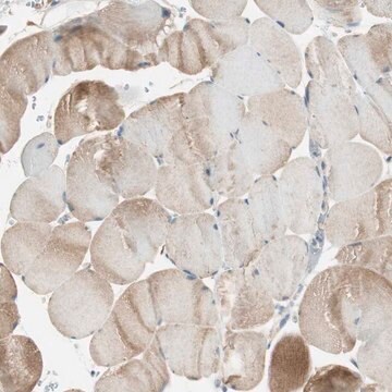 Anti-NCLN antibody produced in rabbit Prestige Antibodies&#174; Powered by Atlas Antibodies, affinity isolated antibody, buffered aqueous glycerol solution