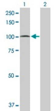 Anti-PCDHGA5 antibody produced in mouse purified immunoglobulin, buffered aqueous solution