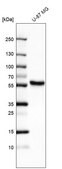 Anti-ERRFI1 antibody produced in rabbit Prestige Antibodies&#174; Powered by Atlas Antibodies, affinity isolated antibody, buffered aqueous glycerol solution