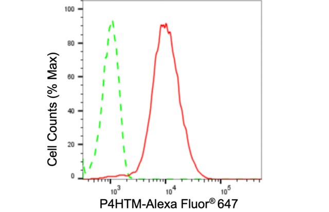 Anti P4HTM Antibody, clone 24GB100, Rabbit Monoclonal clone 24GB100, recombinant rabbit monoclonal, expressed in HEK293 cells