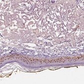 Anti-SOX15 antibody produced in rabbit Prestige Antibodies&#174; Powered by Atlas Antibodies, affinity isolated antibody, buffered aqueous glycerol solution