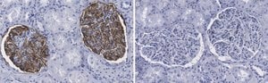Anti-Podocin Antibody, clone 1C10 ZooMAb&#174; Rabbit Monoclonal recombinant, expressed in HEK 293 cells