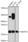 Anti-NDUFS3 Antibody, clone 2R6F5, Rabbit Monoclonal