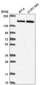 Anti-DIP2C antibody produced in rabbit Prestige Antibodies® Powered by Atlas Antibodies, affinity isolated antibody