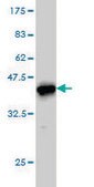 Monoclonal Anti-CANT1 antibody produced in mouse clone 2D3, purified immunoglobulin, buffered aqueous solution