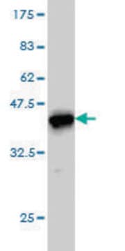 Monoclonal Anti-CANT1 antibody produced in mouse clone 2D3, purified immunoglobulin, buffered aqueous solution