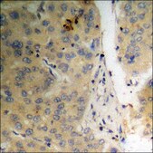 Anti-phospho-p38 MAPK (pTyr322) antibody produced in rabbit affinity isolated antibody