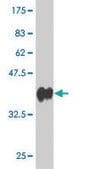 ANTI-PCDHGC3 antibody produced in mouse clone 4F6, purified immunoglobulin, buffered aqueous solution