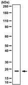 Anti-ORMDL3 Antibody from rabbit, purified by affinity chromatography