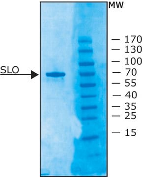 Streptolysin O from Streptococcus pyogenes &#8805;1,000,000&#160;units/mg protein, recombinant, lyophilized powder, expressed in E. coli 