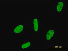 ANTI-RUNX2 antibody produced in mouse clone 1D2, purified immunoglobulin, buffered aqueous solution