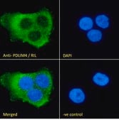 Anti-PDLIM4/RIL antibody produced in goat affinity isolated antibody, buffered aqueous solution