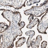 ANTI-PLIN3 antibody produced in rabbit Prestige Antibodies&#174; Powered by Atlas Antibodies, affinity isolated antibody, buffered aqueous glycerol solution